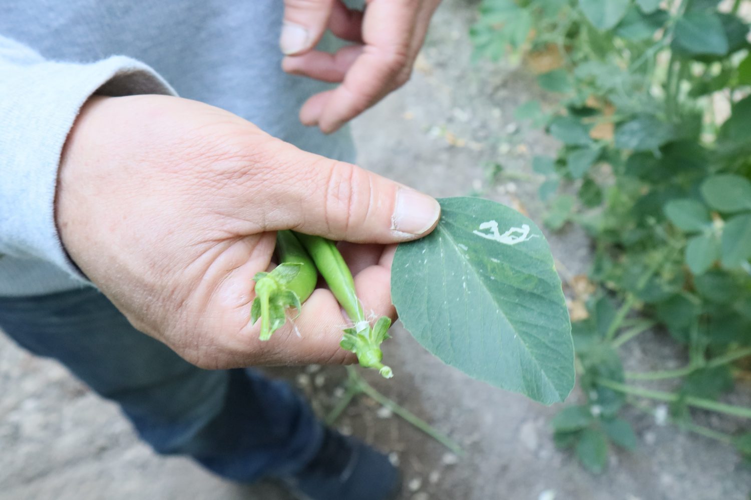 滋賀県 垣見農園 有機スナップエンドウの出荷が始まります お知らせ 有機野菜 ビオ マルシェの宅配 オーガニック食品 有機牛肉 オーガニックチキン 有機卵 有機米