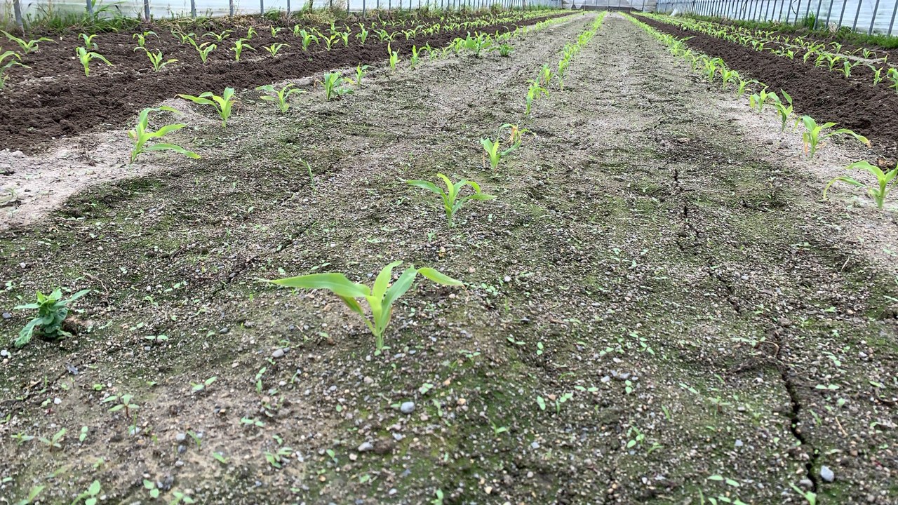 滋賀県 垣見農園 有機とうもろこし日記 間引き 除草 露地の畑での栽培 お知らせ 有機野菜 ビオ マルシェの宅配