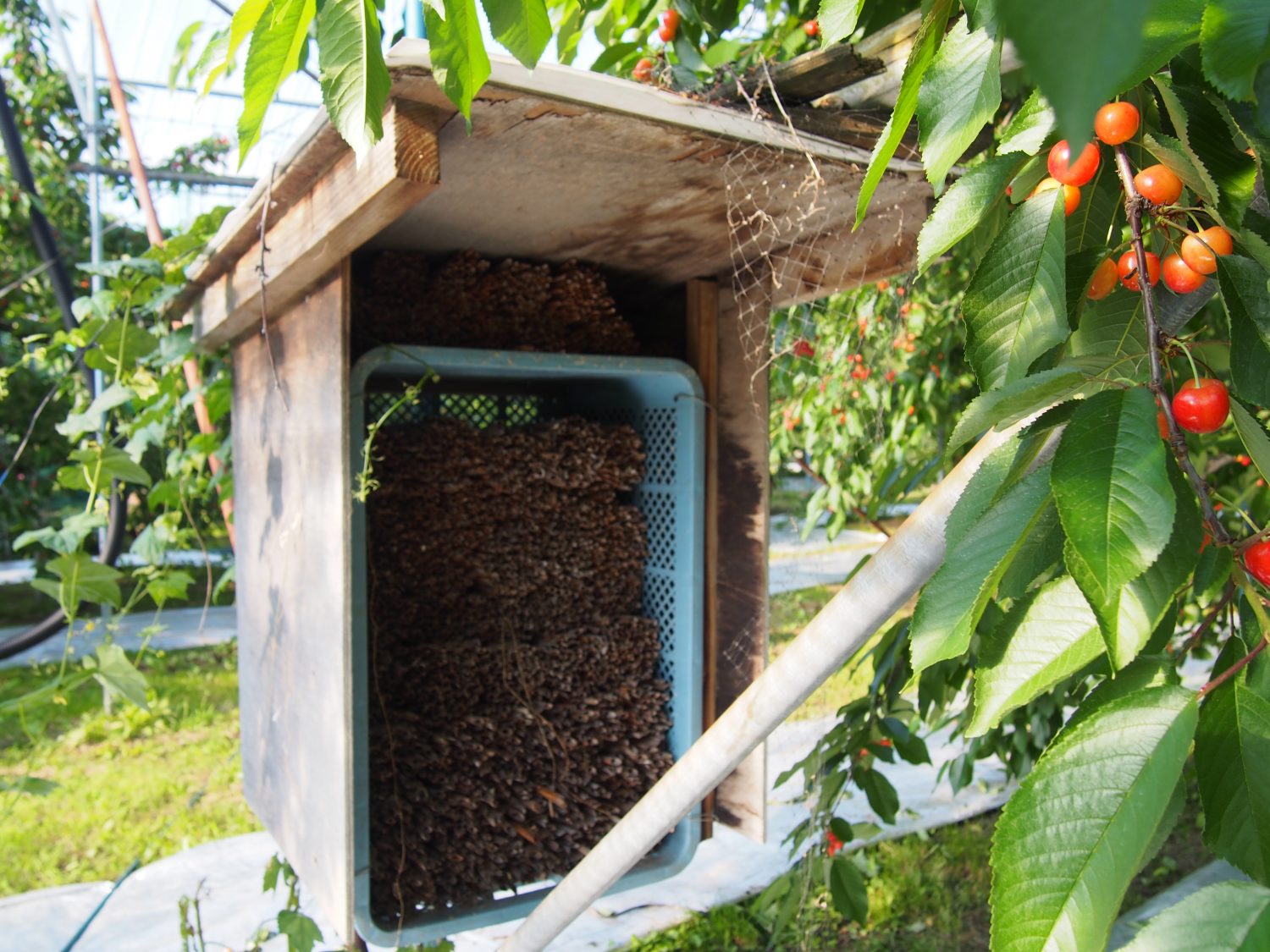 横尾農園：蜂の巣箱