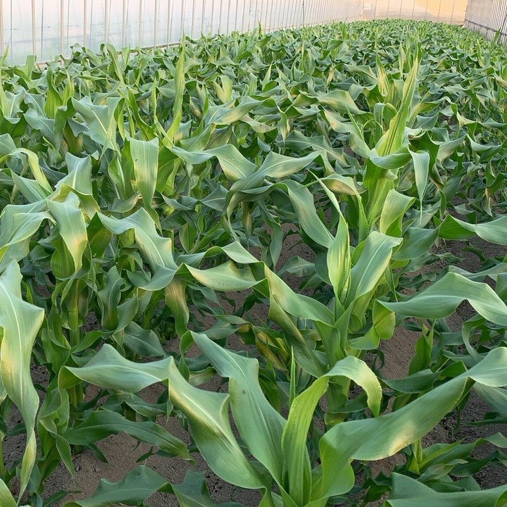 滋賀県 垣見農園 有機とうもろこし日記 追肥 土寄せ 読みもの News 有機野菜 ビオ マルシェの宅配