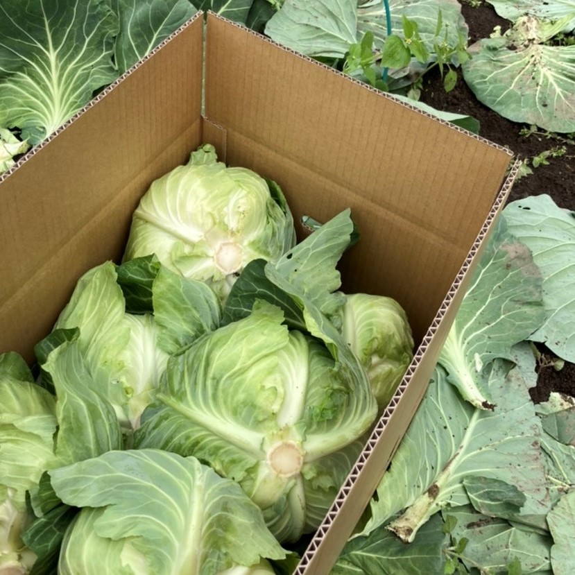 日本農林 キャベツ きゃべつ　YCRふゆいろ　PVP 2500粒 日本農林 キャベツ きゃべつ うめ吉 2500粒 日本農林