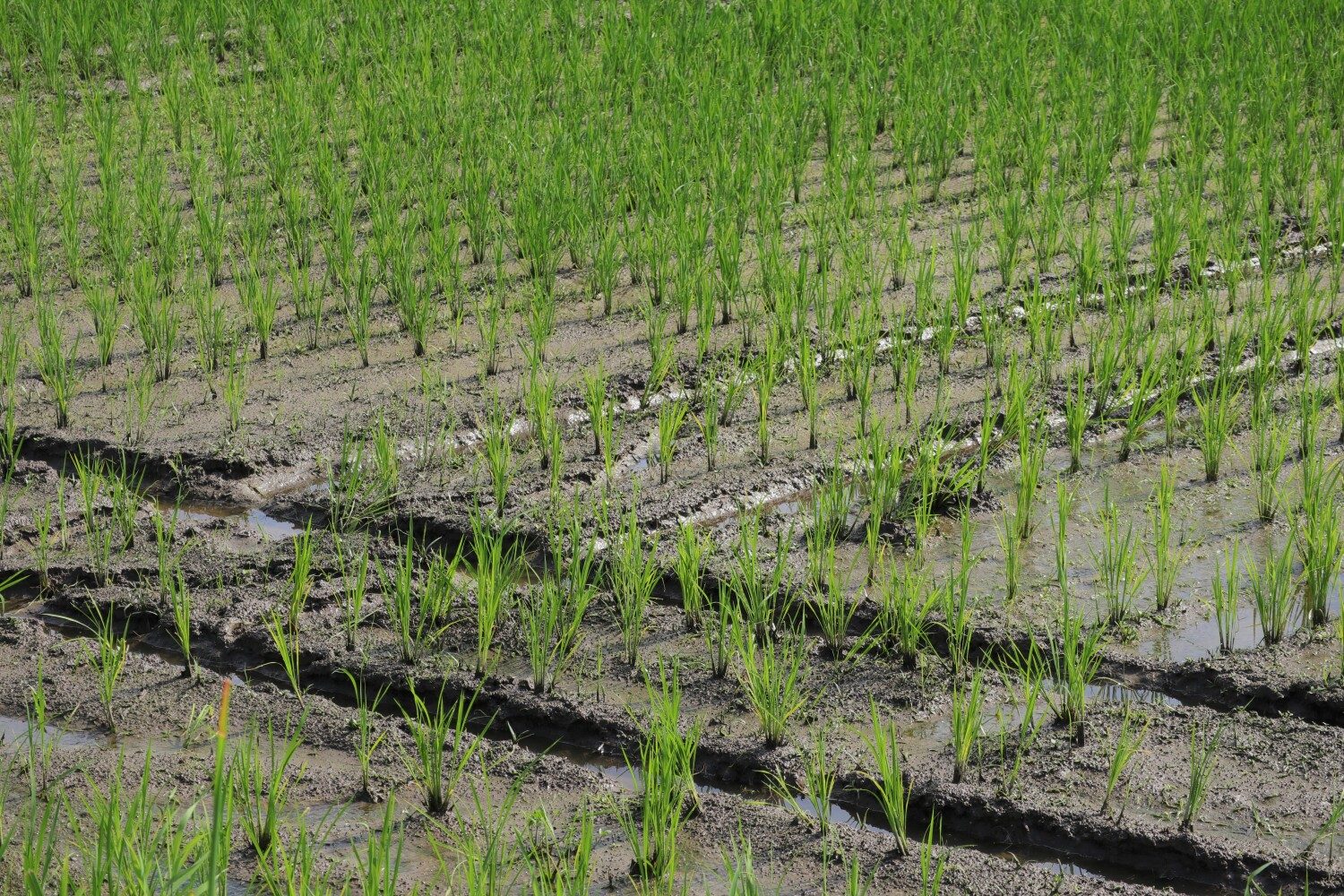 有機米の田んぼ