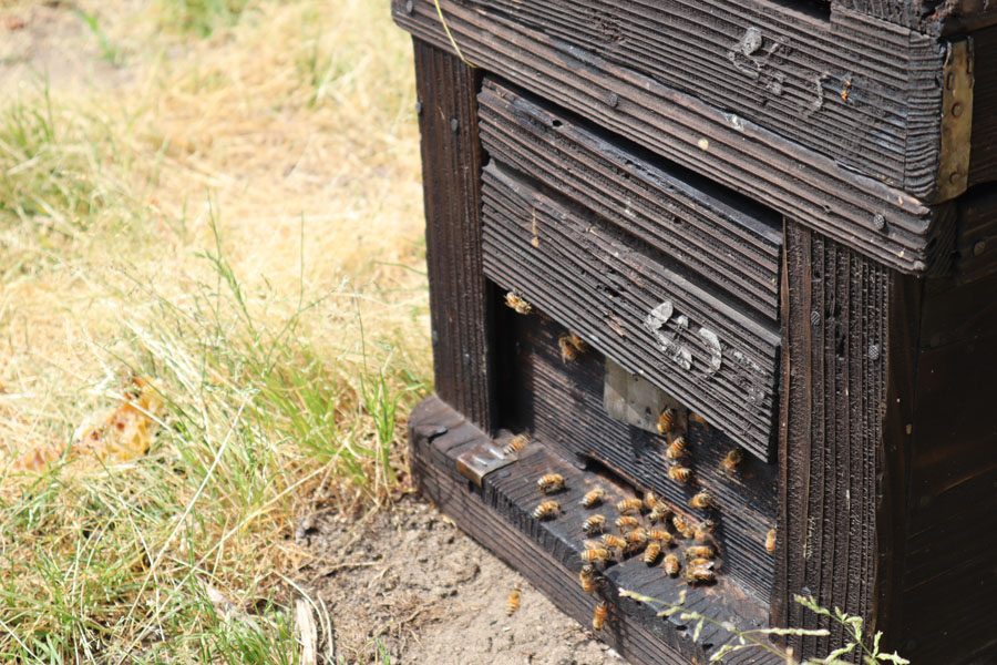 蜂と巣箱