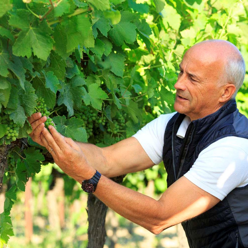 ナチュラルワインの基礎知識 その2 ～ブドウの栽培と醸造の違い