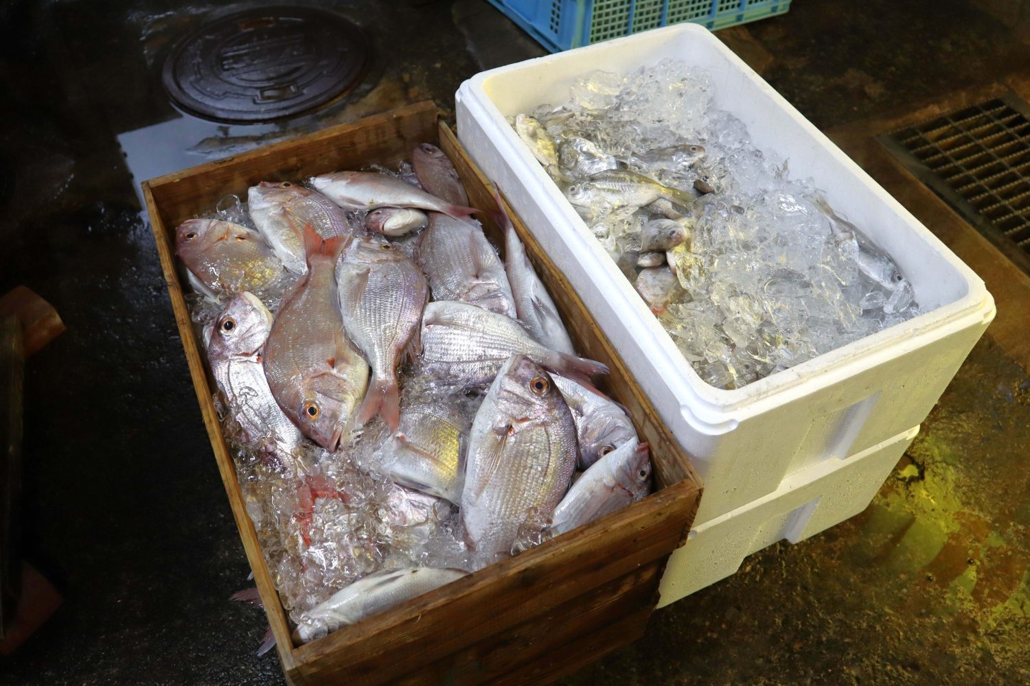 すり身用の魚