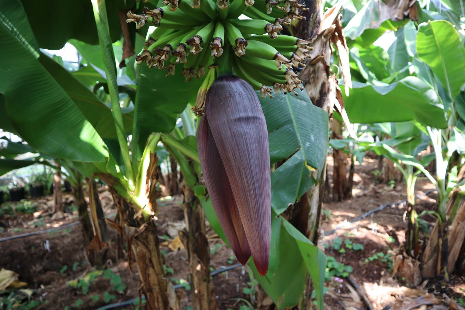 バナナのつぼみ