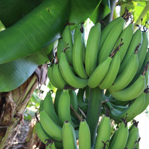 ビオ・マルシェの畑を訪ねて